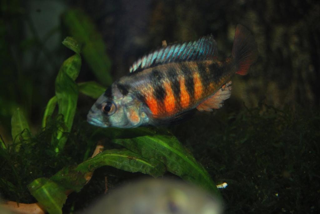 Haplochromis sp. "red flank" Munyonyo