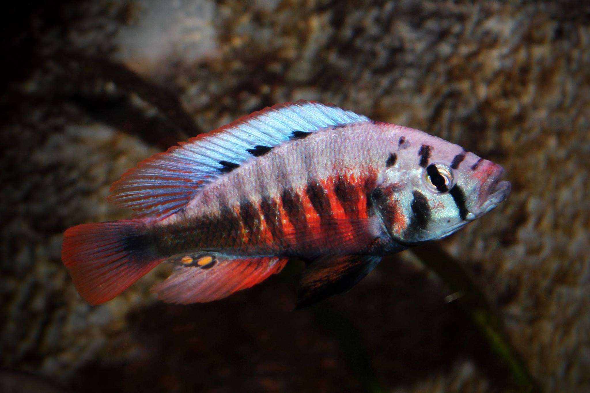 Pundamilia sp. "red flank" Nansio