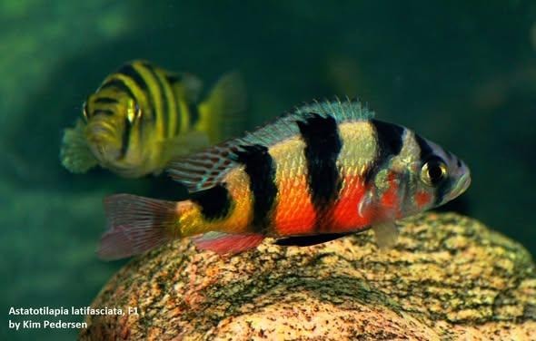 Astatotilapia latifasciata
