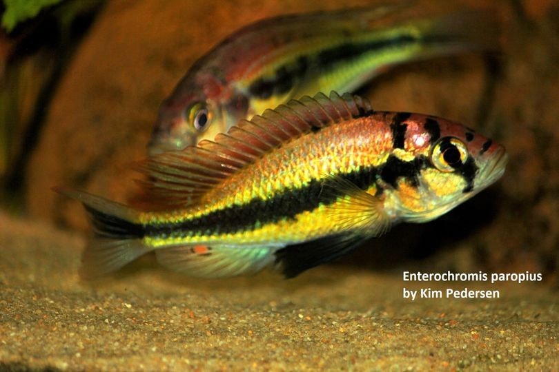 Enterochromis paropius
