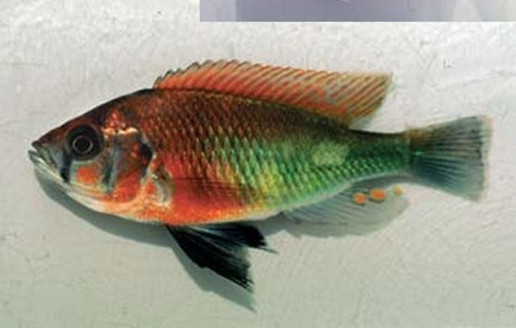 Haplochromis sp. "macula"
