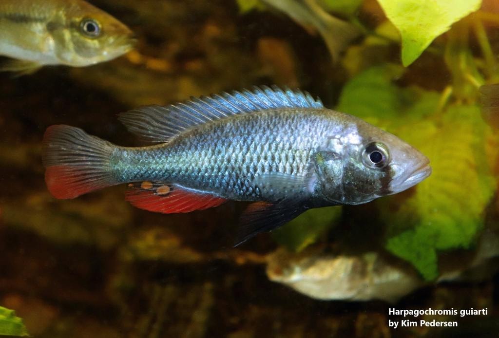Harpagochromis guiarti