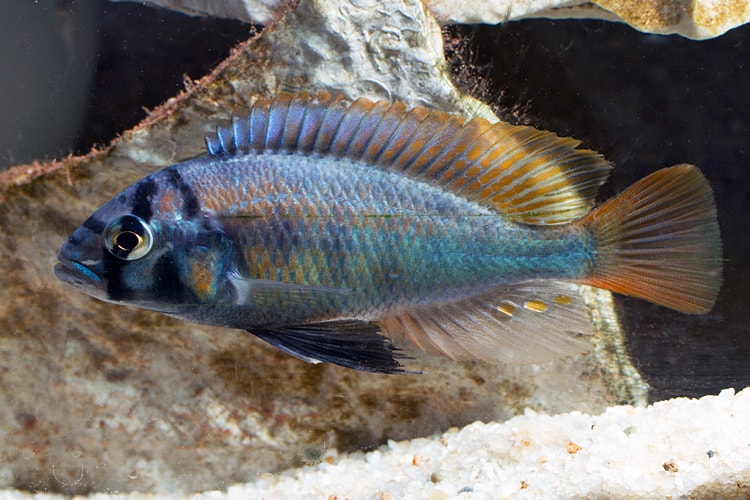 Haplochromis (Ptyochromis) sp. "red rock sheller"