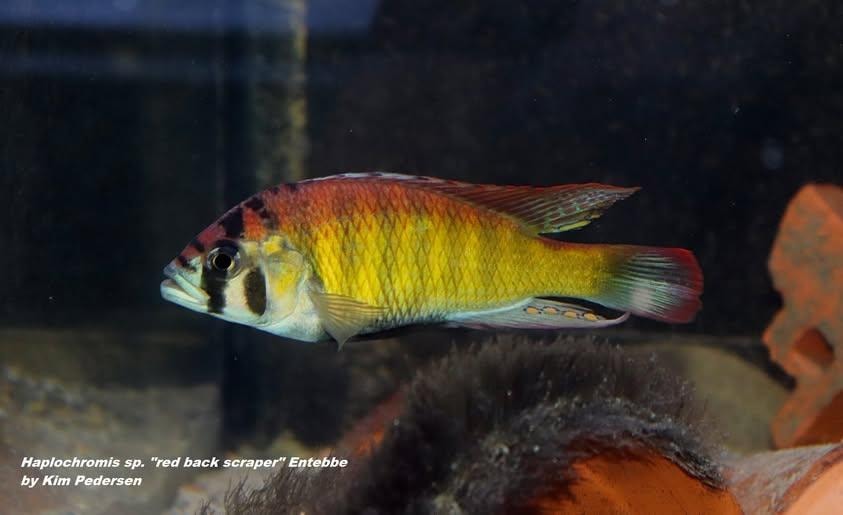 Haplochromis sp. "red back scraper"