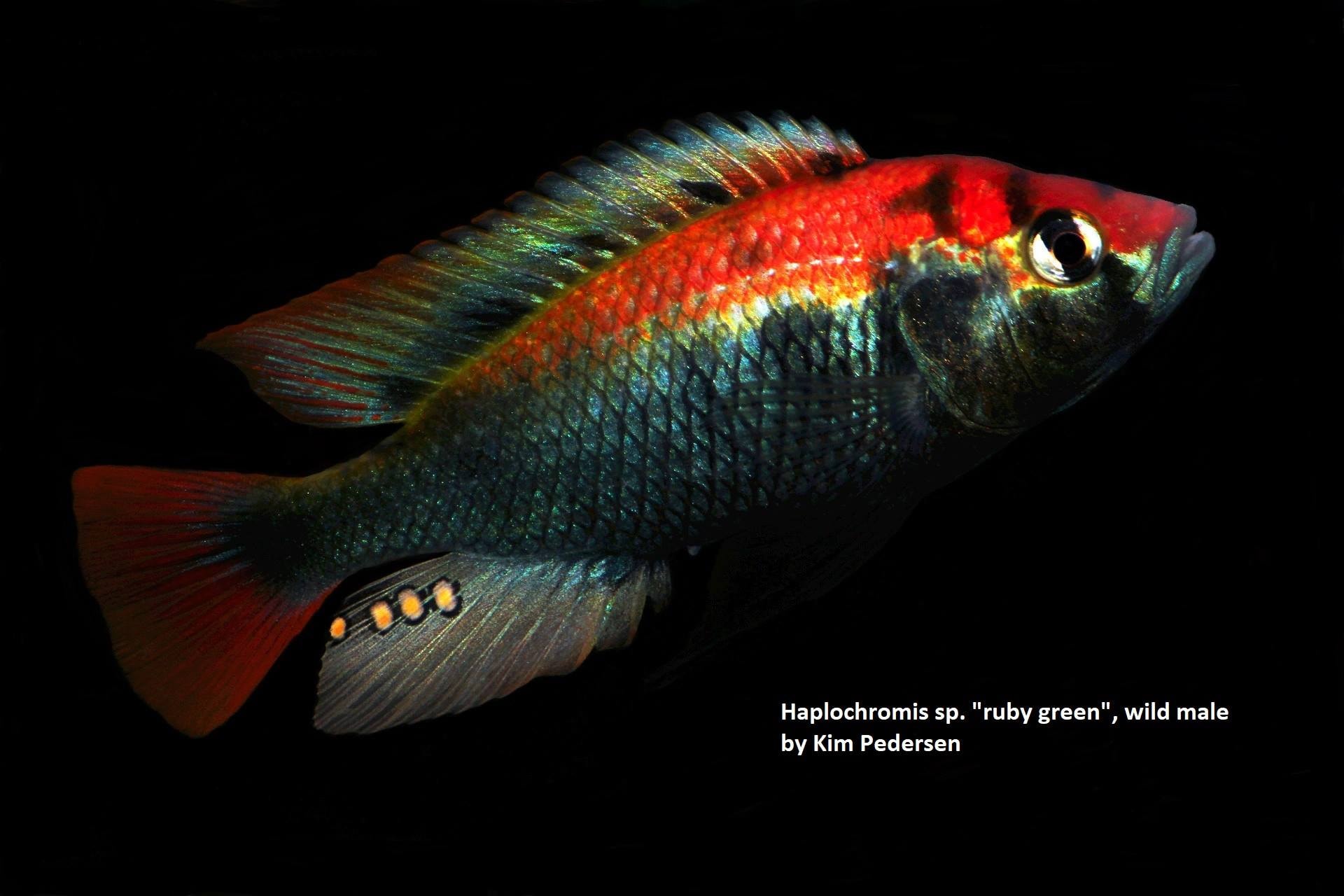 Haplochromis sp. "ruby green"