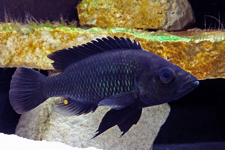 Harpagachromis sp. 'golden duck'