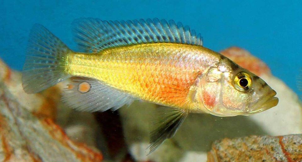 Harpagachromis cf. gowersii