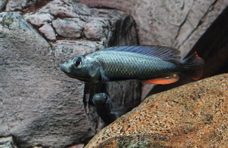 Harpagachromis thereuterion