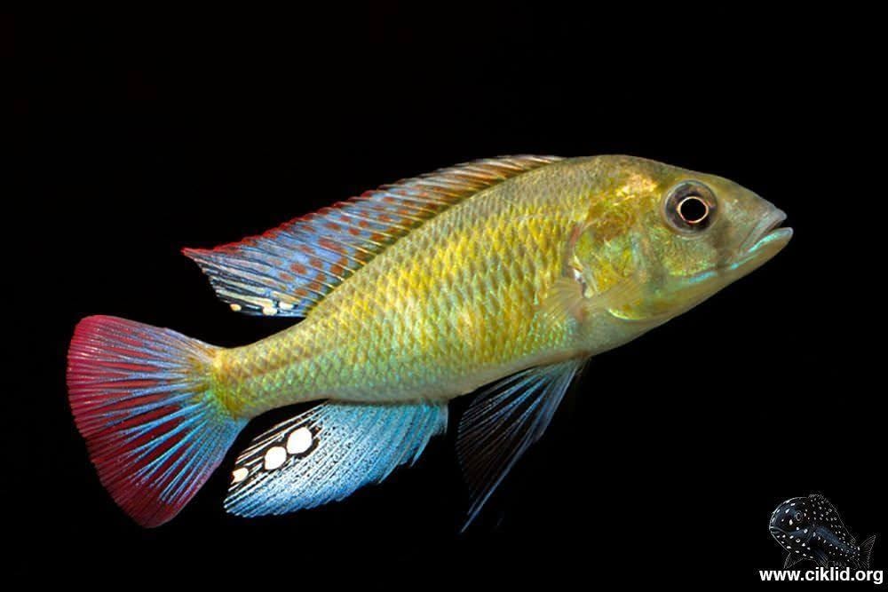Labrochromis ishmaeli