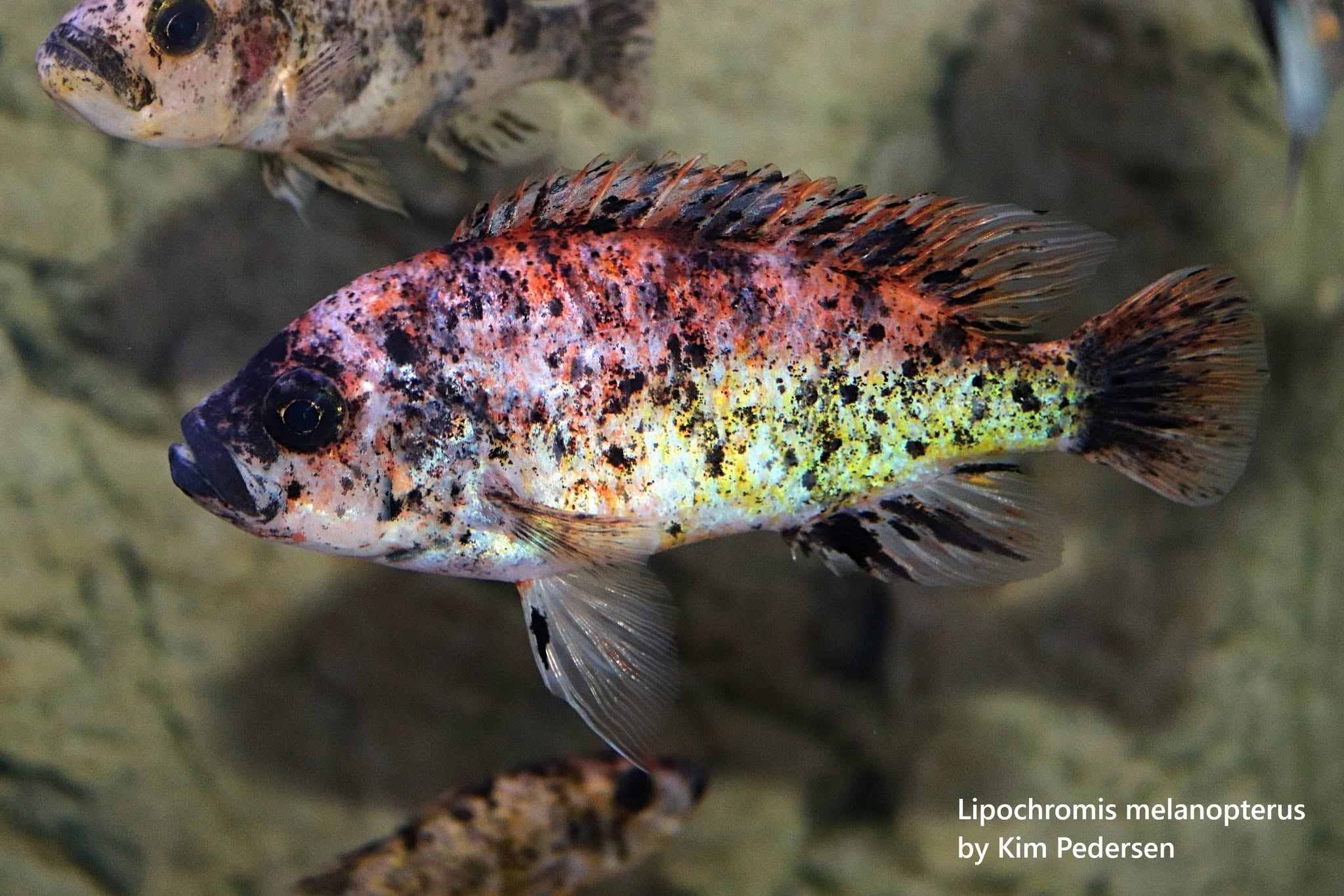 Lipochromis melanopterus