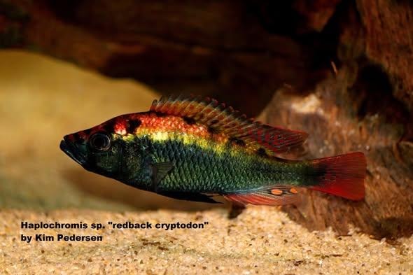 Lipochromis (Haplochromis) sp. "redback cryptodon"