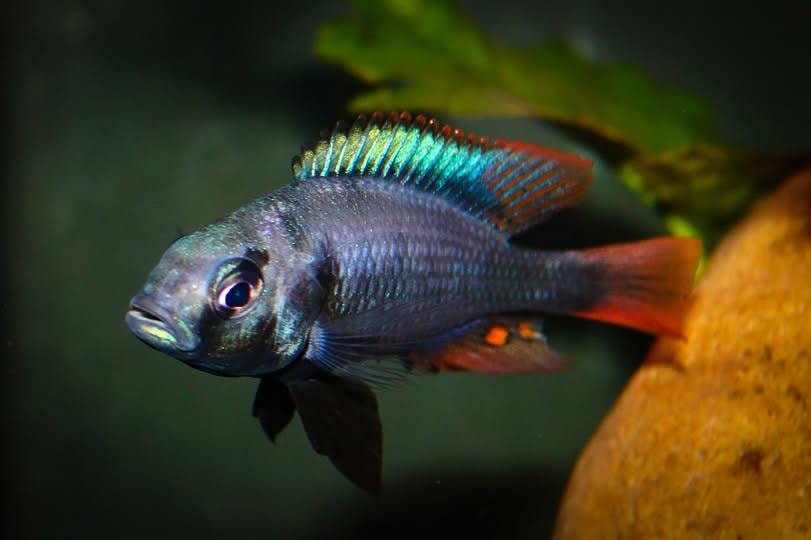 Lithochromis rubripinnis