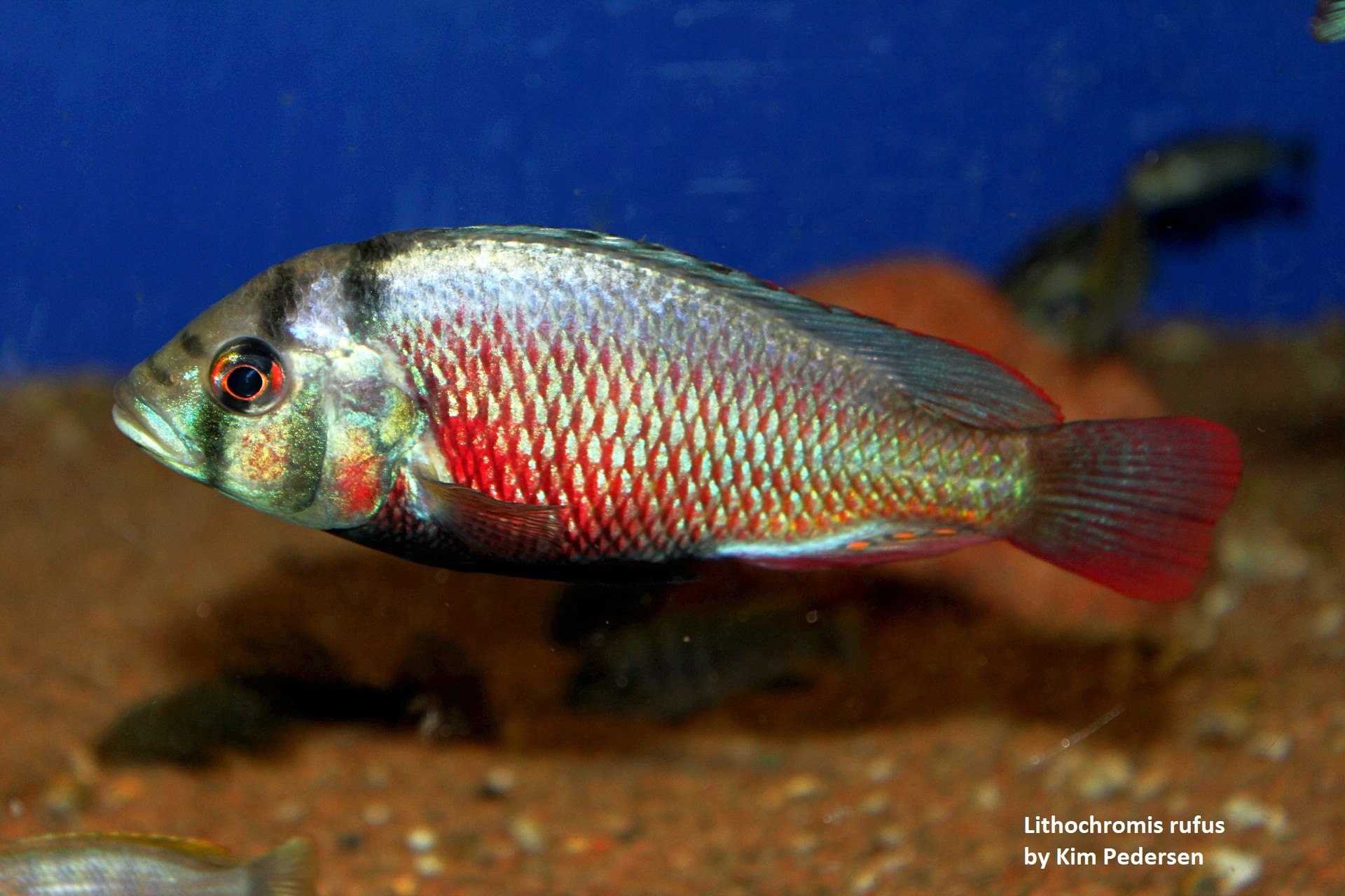 Lithochromis rufus