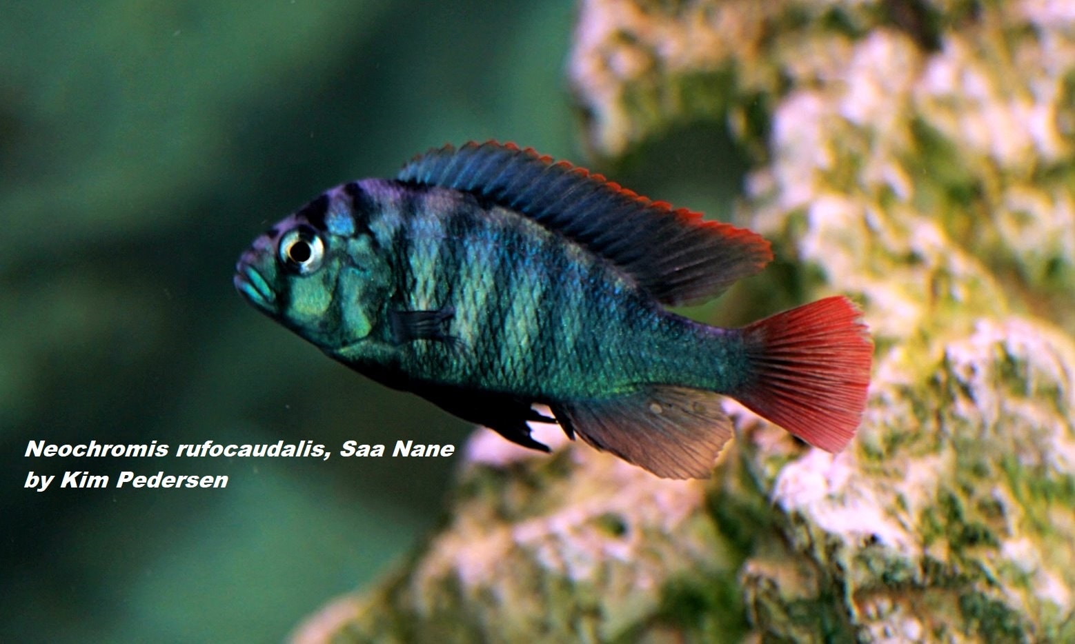 Neochromis rufocaudalis