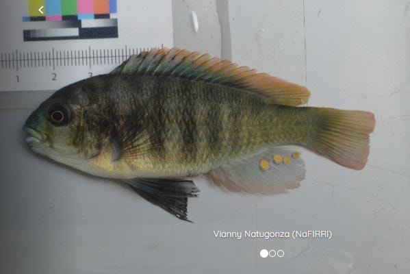 Neochromis simotes