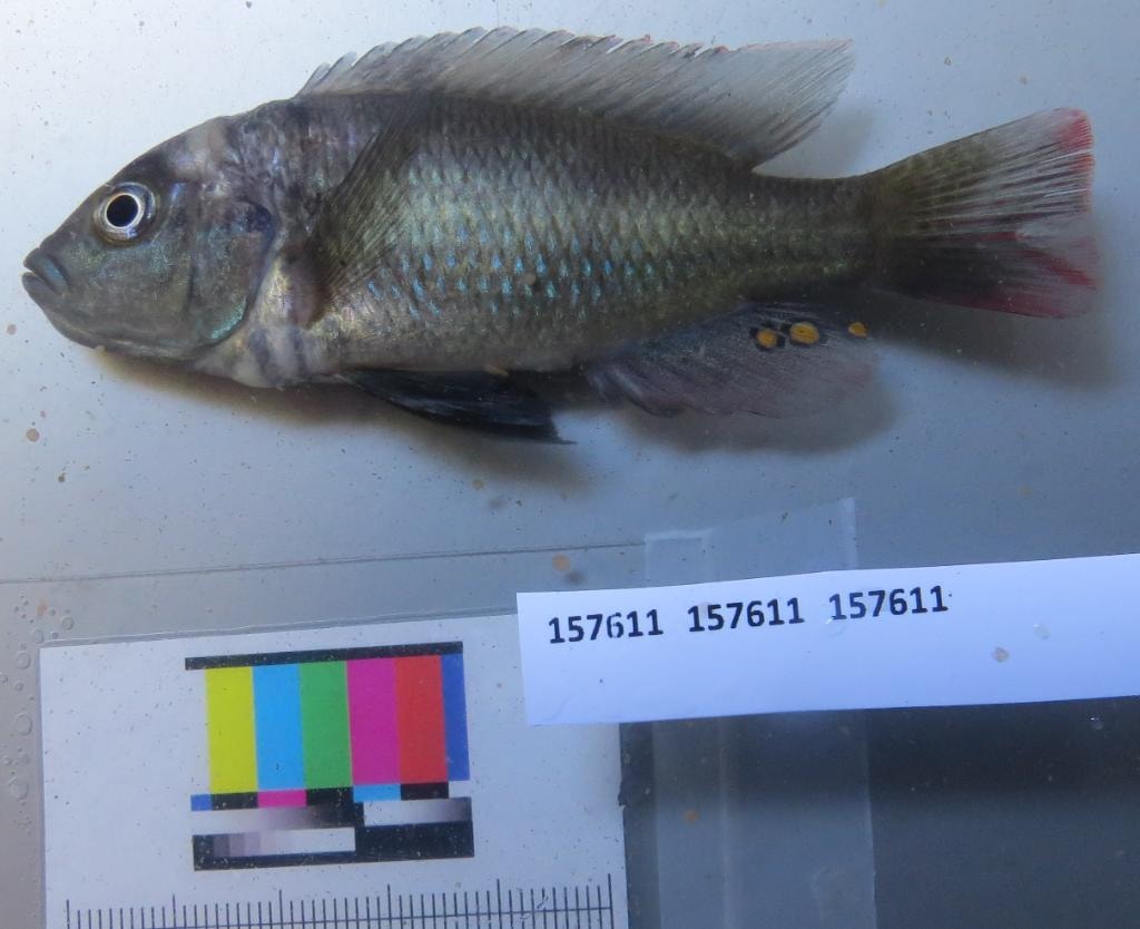 Neochromis sp. "unicuspid scraper"