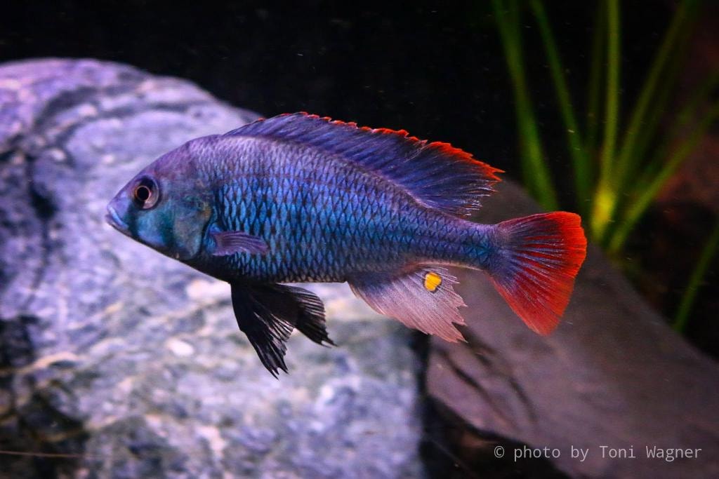 Ptyochromis sp. "red tail sheller"