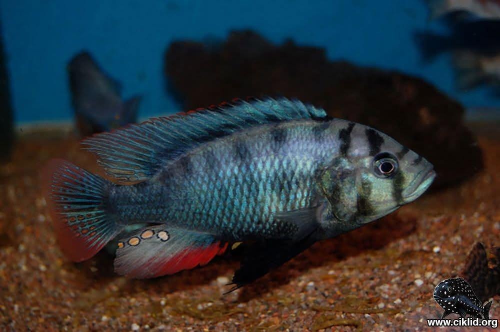 Pundamilia pundamilia (Senga Point)