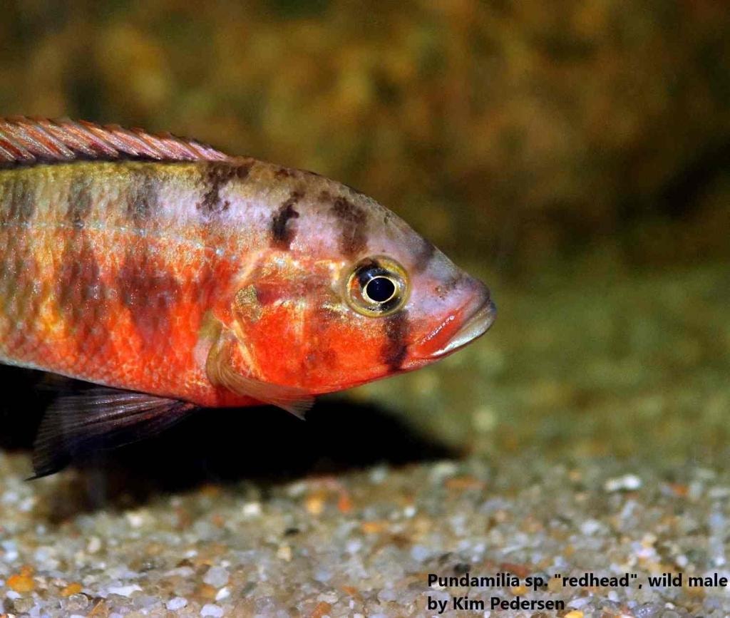 Pundamilia sp. "redhead"
