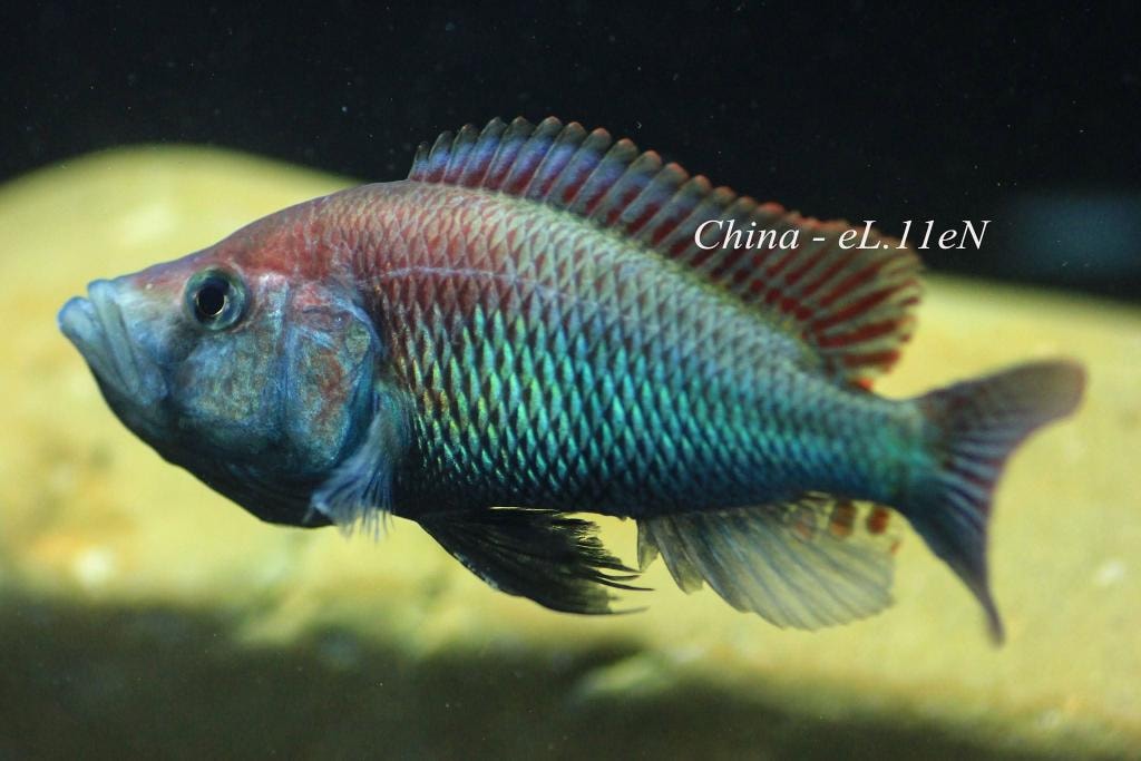 Pyxichromis orthostoma