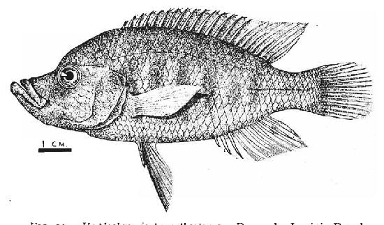 Pyxichromis parorthostoma