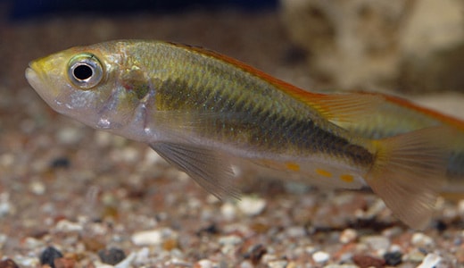 Yssichromis pyrrhocephalus